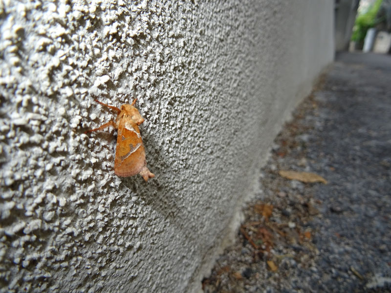 tutte 3, stessa Specie ?...s�: Triodia sylvina - Hepialidae
